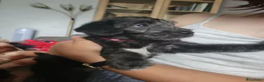 Mixed Breed 5