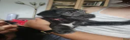 Mixed Breed dogs for sale: Bedlington whippet puppies  in Chulmleigh - Advert 5