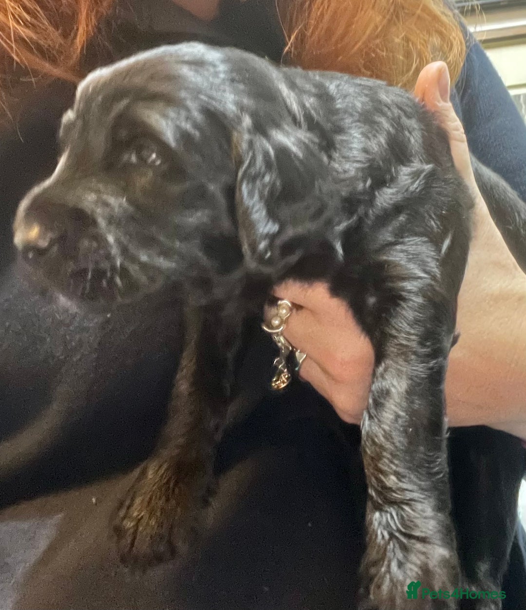 Mixed Breed dogs for sale: Irish doodle x Poodle Pointer puppies. Stunning!!! - Image 5