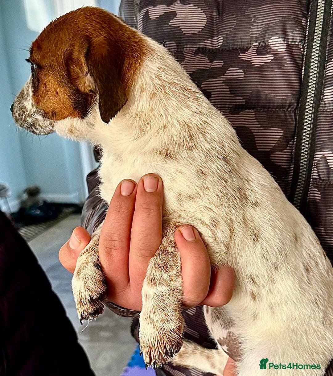 Jack Russell dogs for sale: Kennel Club Registered Jack Russell Terrier Pups - Image 25