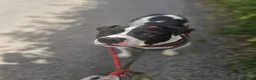 Mixed Breed dogs for adoption: Winston - Staffy Cross for Adoption (24 kgs) in Wells - Advert 2