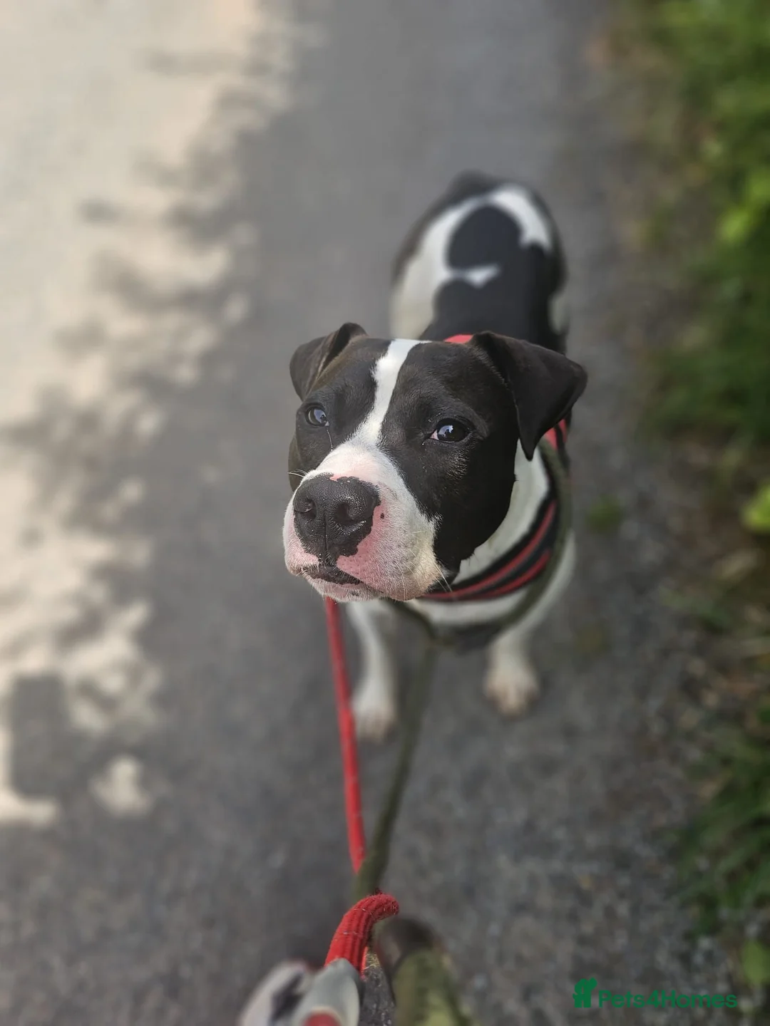 Mixed Breed dogs for adoption: Winston - Staffy Cross for Adoption (24 kgs) in Wells - Advert 2