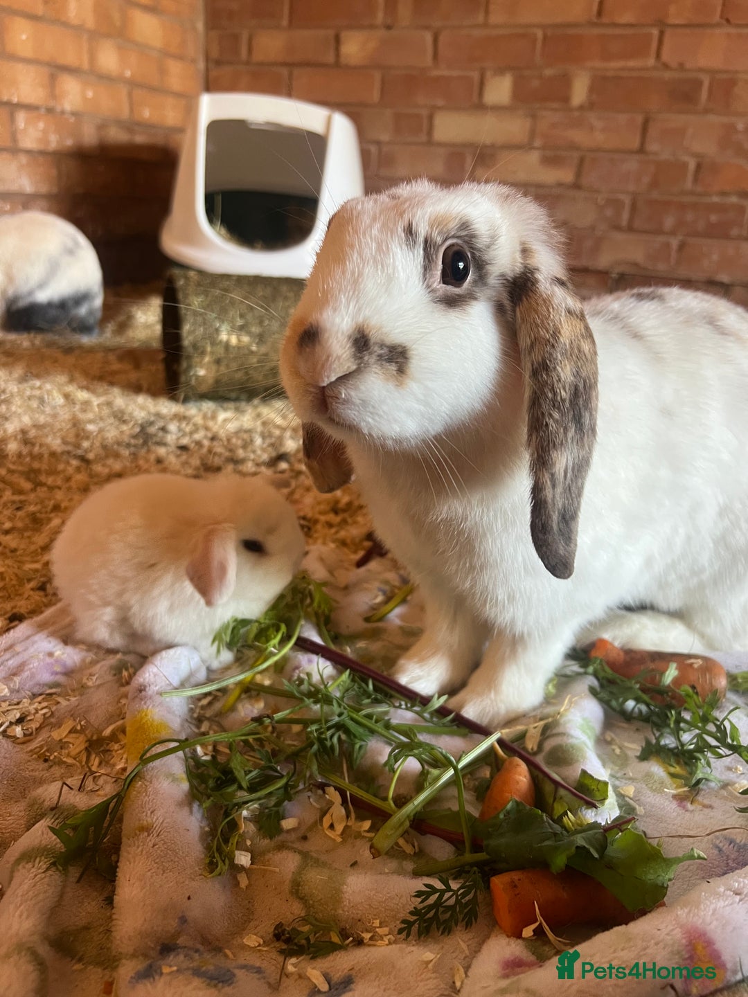 Mini Lop rabbits for sale: Mini Plush Lop Bunnies Looking for Loving Homes - Advert 9