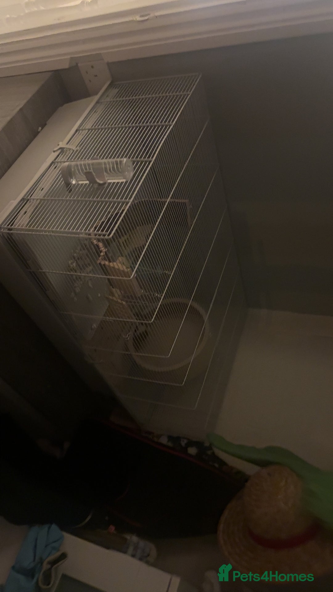 Hamster rodents for sale: Syrian hamster for sale - Image 2