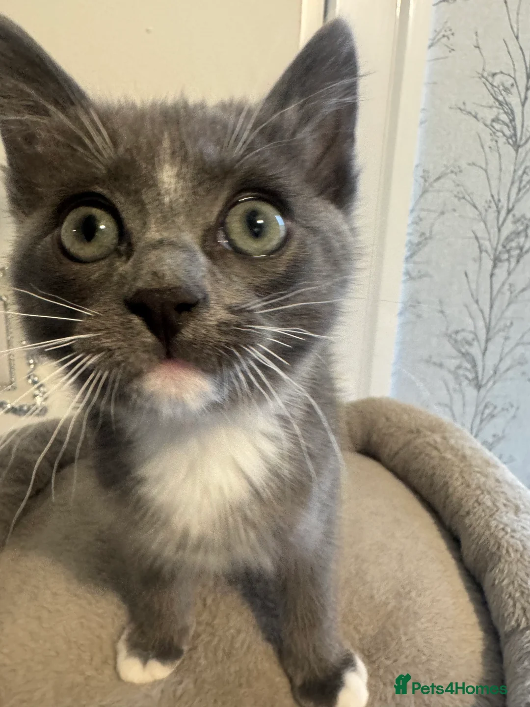 Ragdoll cats for sale: Adorable Ragdoll Kittens - Advert 21