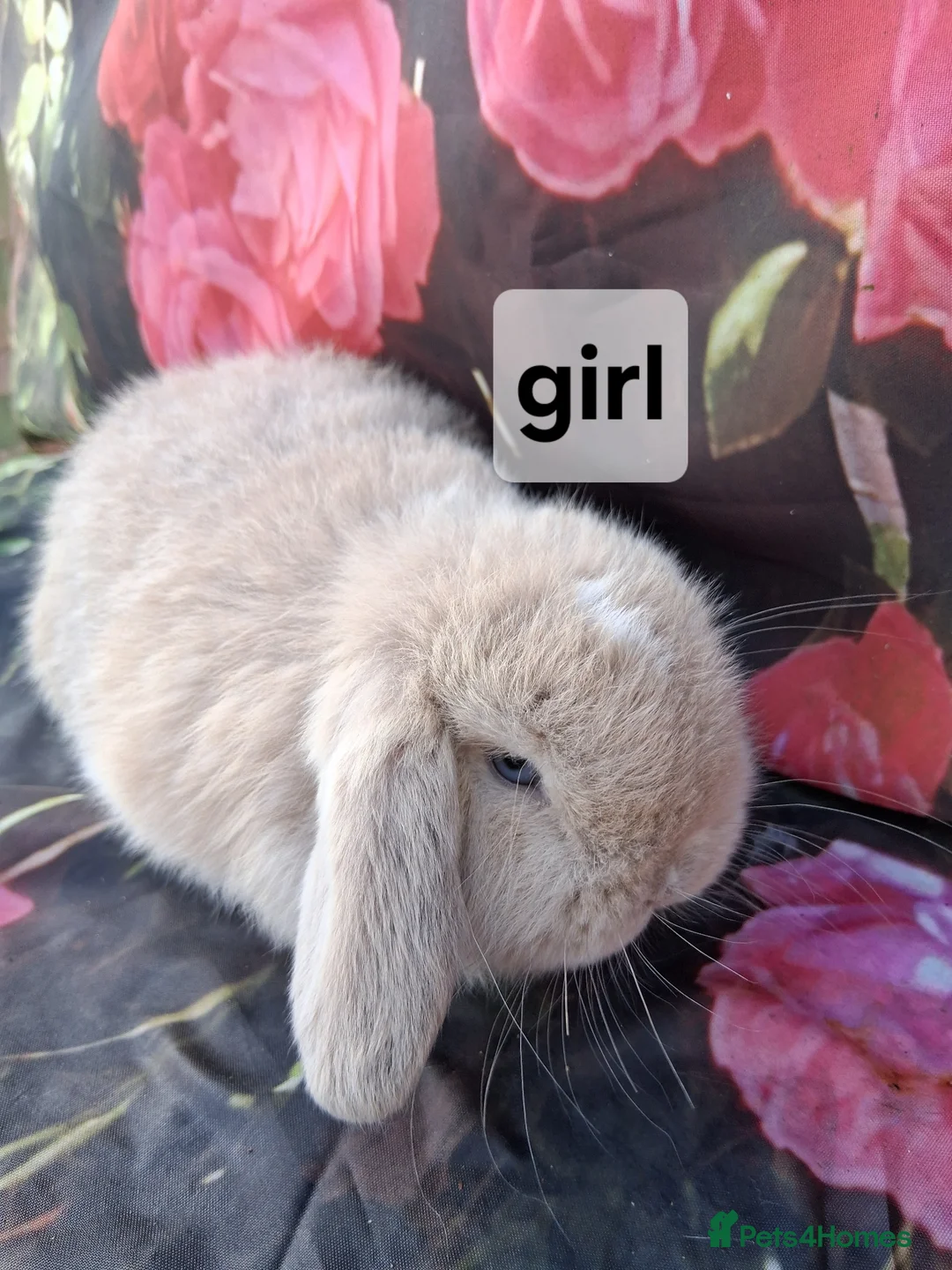 Mini Lop rabbits for sale: Pure mini lop baby rabbits/bunnies in Walsall - Advert 4