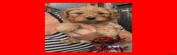 Cockapoo dogs for sale: 6 x Red Cockapoo Girls For Sale - Advert 3