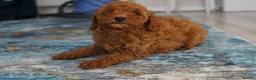 Labradoodle dogs for sale: READY NOW Miniature Labradoodle Girl Puppy - Advert 5