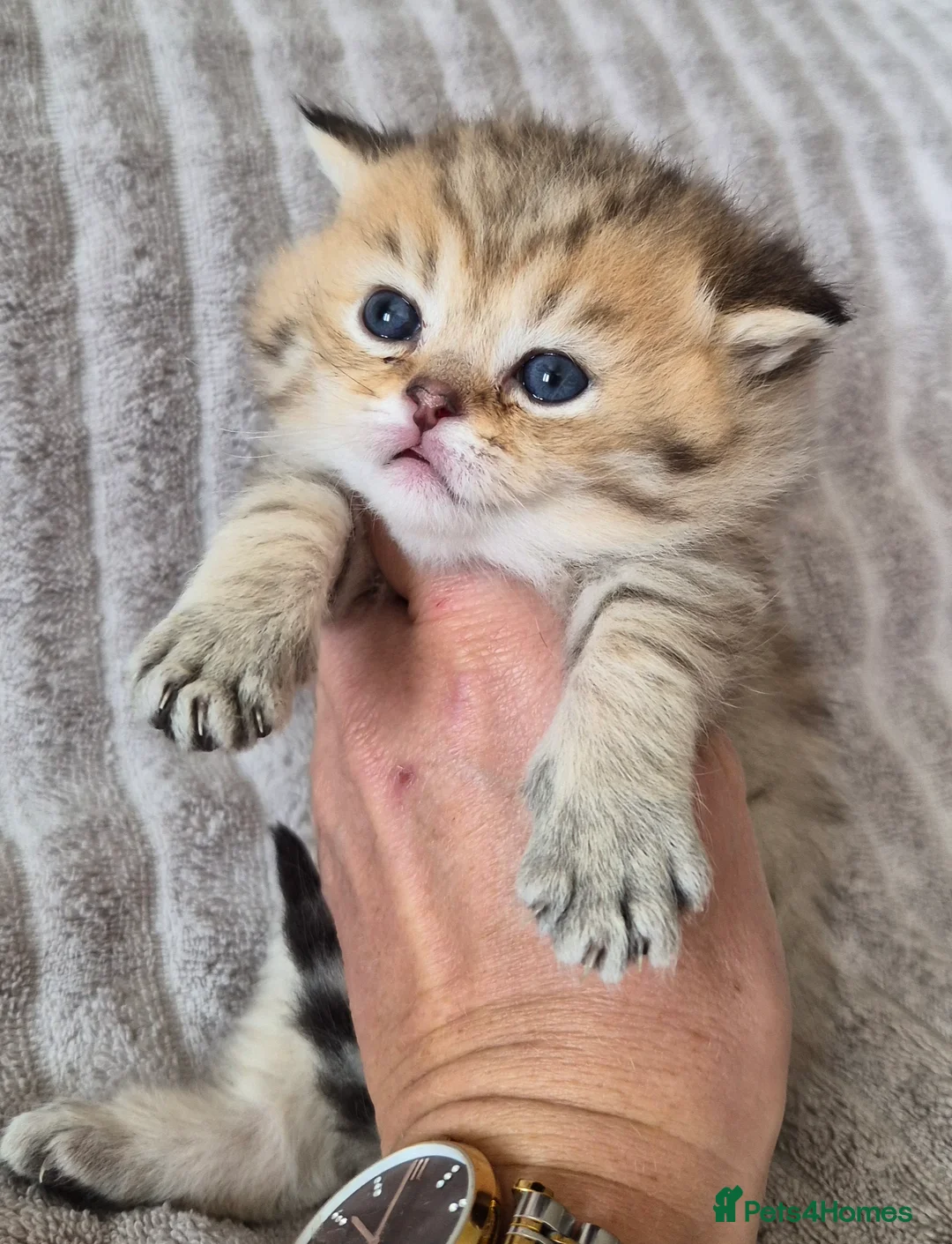 British Shorthair cats for sale: Golden British Shorthair  - Advert 2