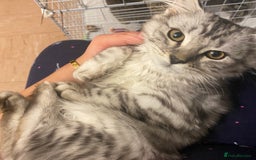Scottish Fold cats for sale: beautiful Scottish Fold×Nebelung Kittens in Liverpool - Image 18