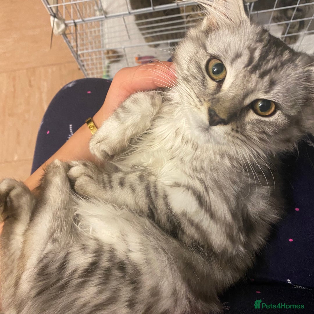 Scottish Fold cats for sale: beautiful Scottish Fold×Nebelung Kittens in Liverpool - Image 18