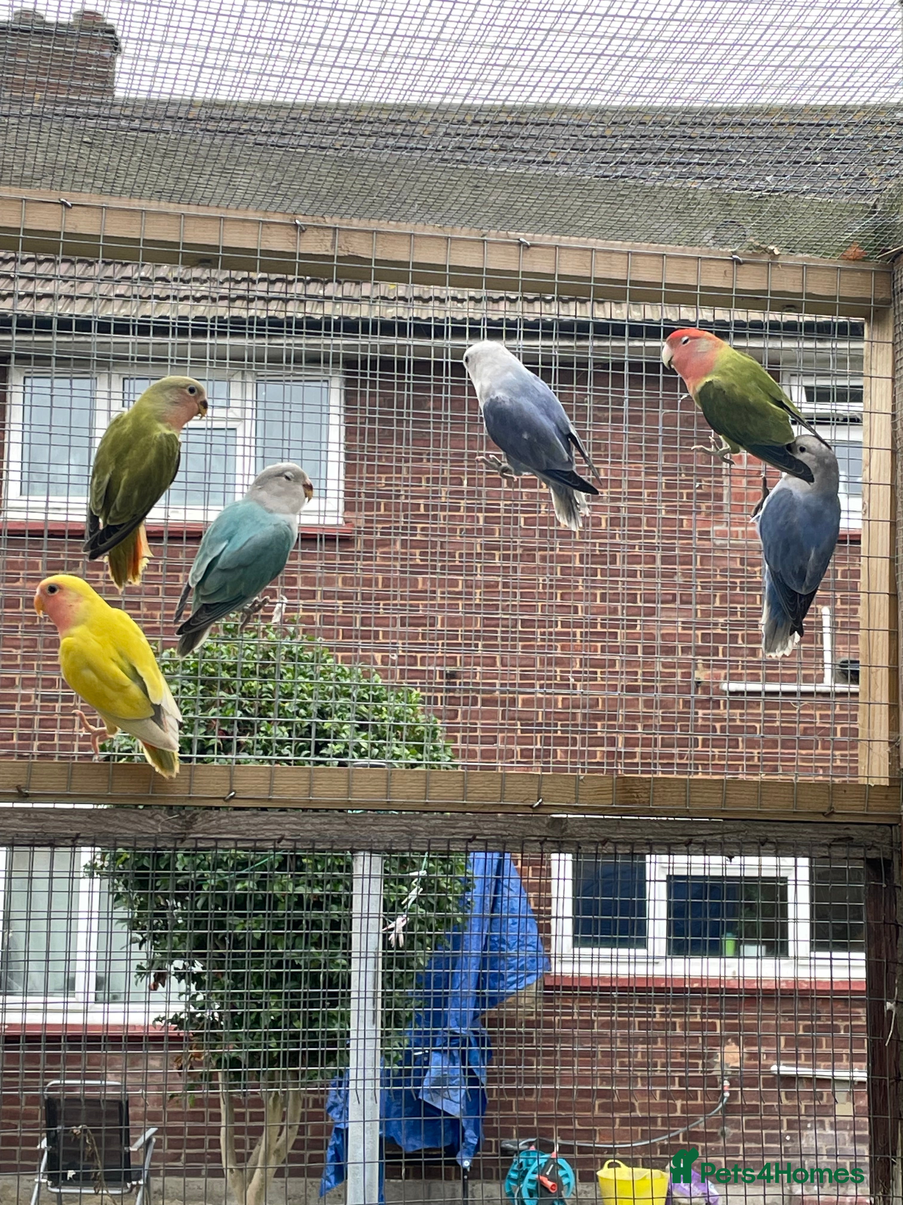 Lovebirds birds Lovebird babies  - Advert 5