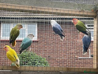 Lovebirds birds Lovebird babies - Advert 12