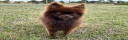 Pomeranian dogs for sale: Beautiful KC Reg girl 5yrs old  - Advert 4