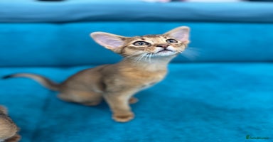 Abyssinian cats - Advert 2