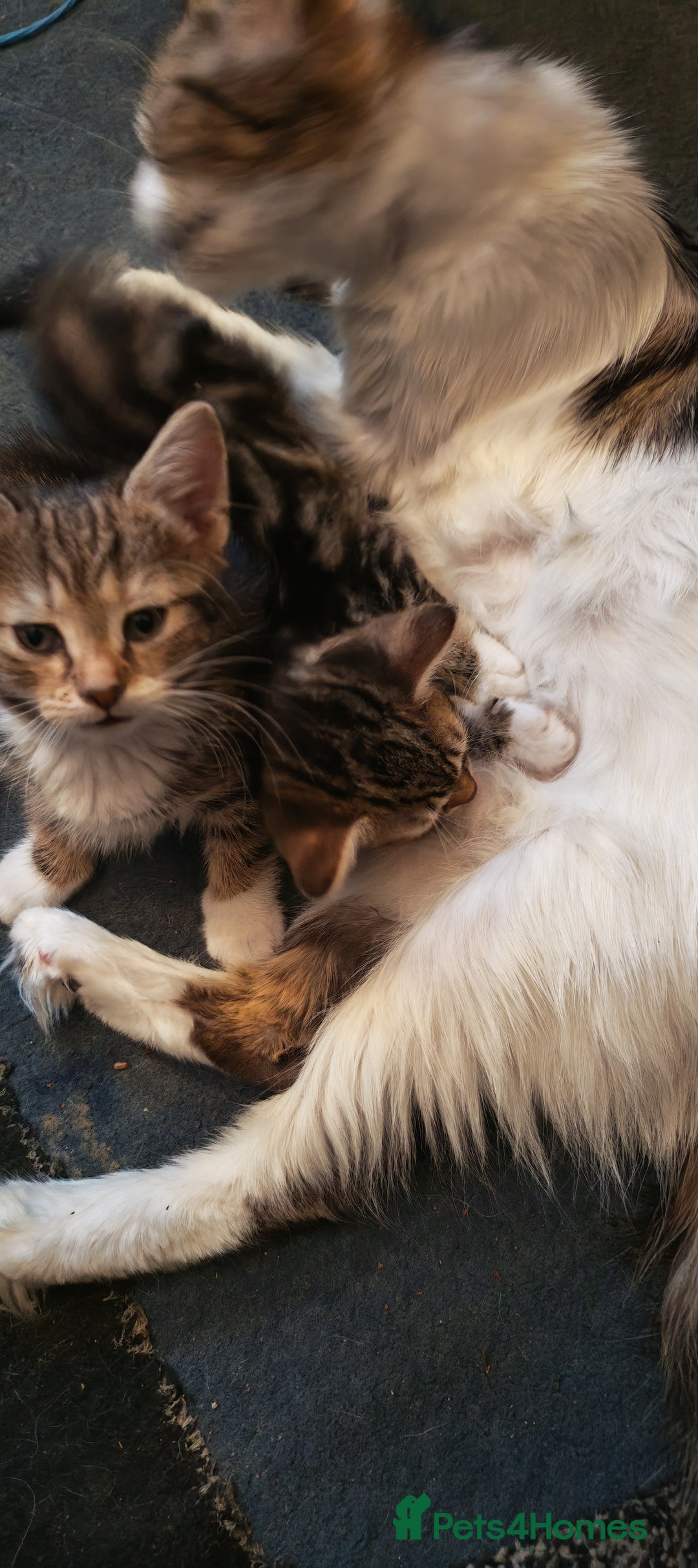 Mixed Breed cats for sale: 8 week old kittens  - Advert 6