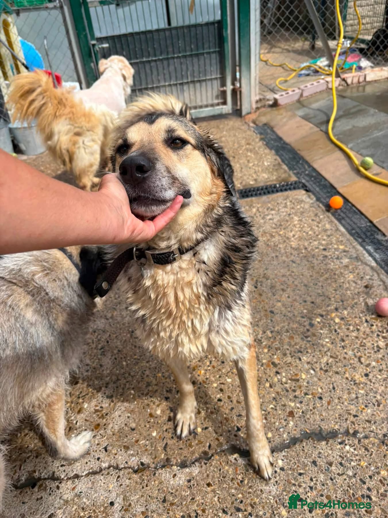 Mixed Breed dogs Dwayne - the rock - Norwich Norfolk  - Advert 1