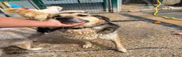 Mixed Breed dogs for adoption: Dwayne - the rock - Norwich Norfolk  - Advert 1