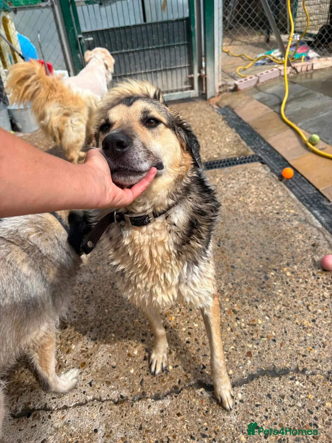 Mixed Breed dogs for adoption: Dwayne - the rock - Norwich Norfolk  - Advert 1