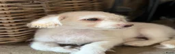 Jackapoo dogs for sale: Gorgeous jackapoo pups ready now  - Advert 11