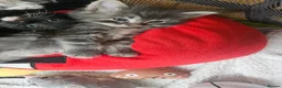 Norwegian Forest Cat cats for sale: 3 Norwegian cross kittens  - Advert 5