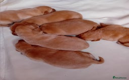 Labrador Retriever dogs for sale: Fox red labrador puppies  - Image 2