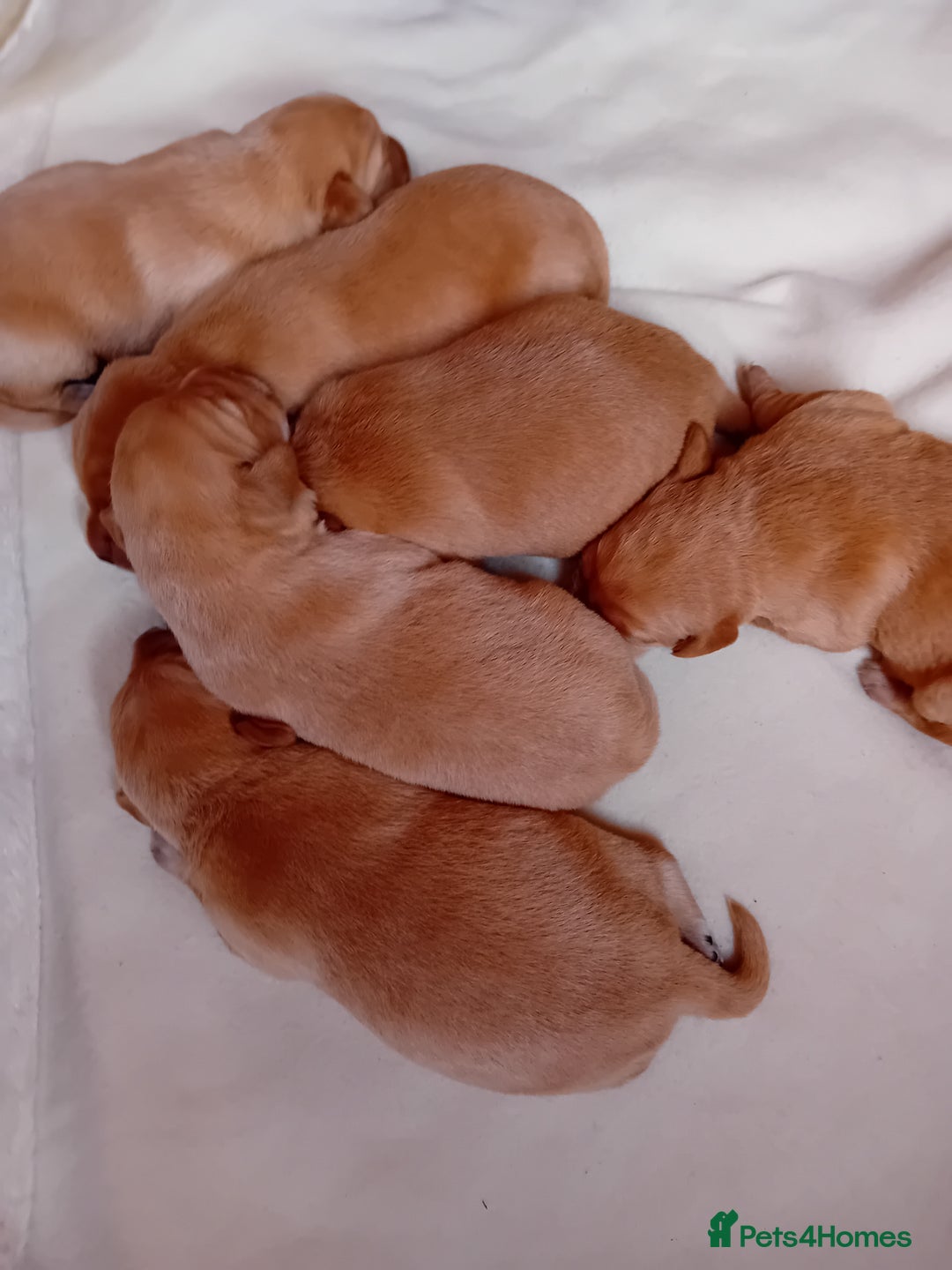 Labrador Retriever dogs for sale: Fox red labrador puppies  - Image 2