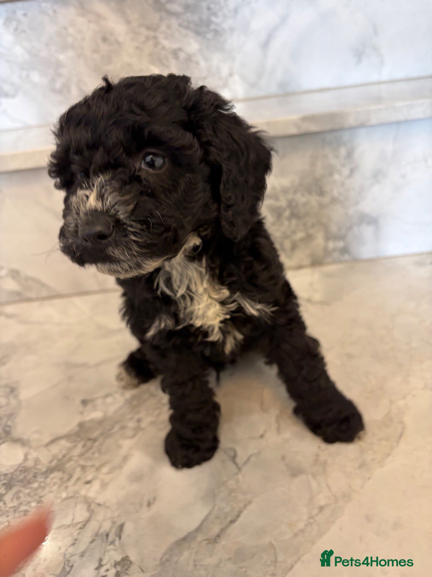 Cockapoo dogs 🐾STUNNING F1 COCKERPOOS 🐾 - Advert 2