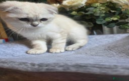 British Shorthair cats for sale: Amazing kittens ready to go 😻🥰😻 - Image 8