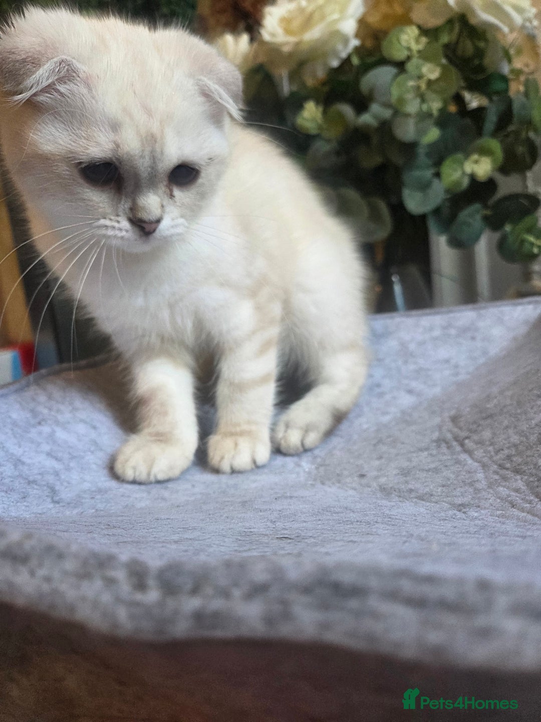 British Shorthair cats for sale: Amazing kittens ready to go 😻🥰😻 - Image 8