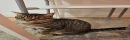 American Shorthair cats for sale: Cat for urgent rehomeing  - Advert 2