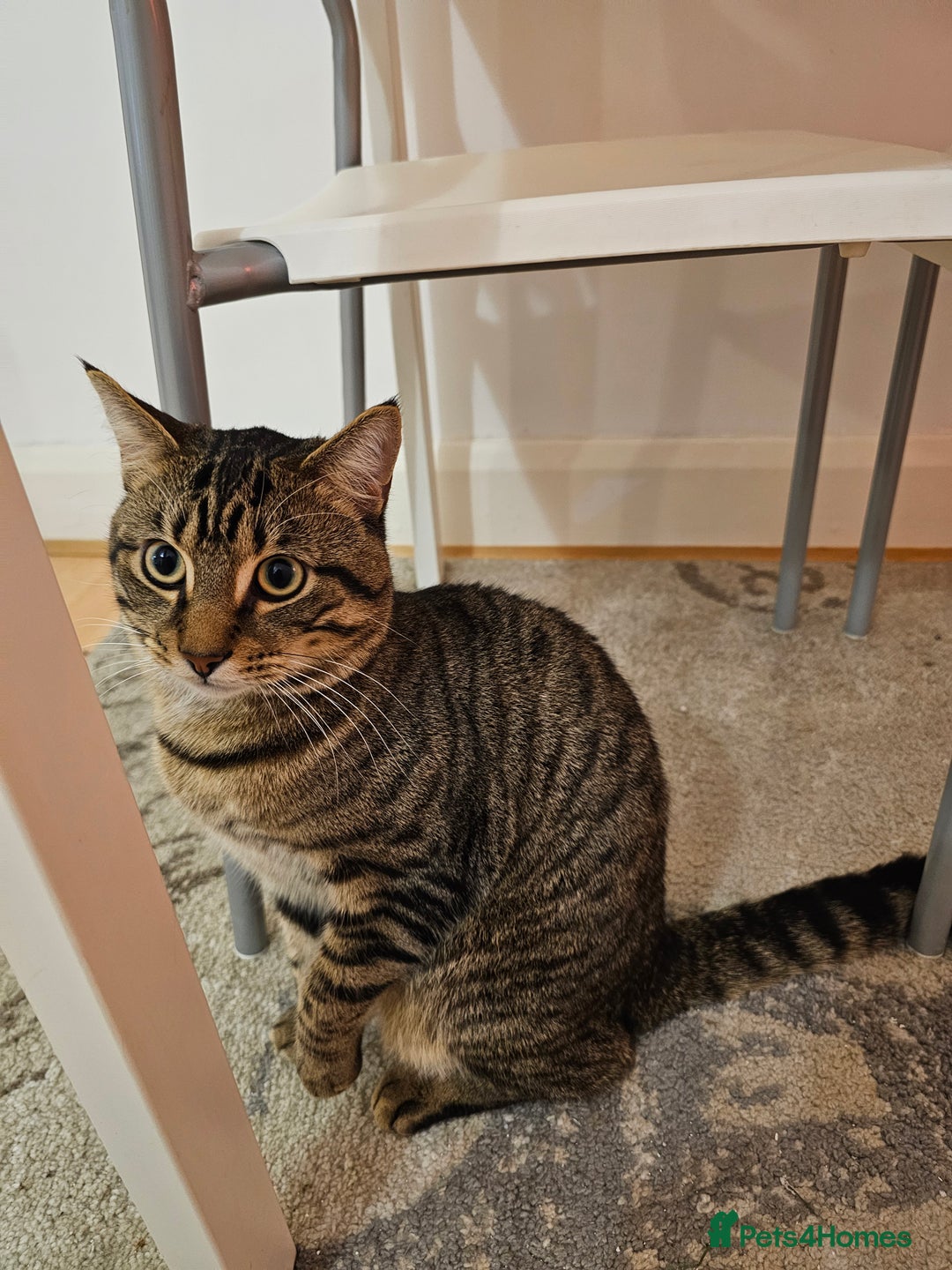 American Shorthair cats for sale: Cat for urgent rehomeing  - Advert 2
