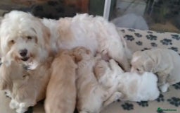Cavachon dogs for sale:  🐾 Cavapoochon Puppies! 🐾 - Image 17