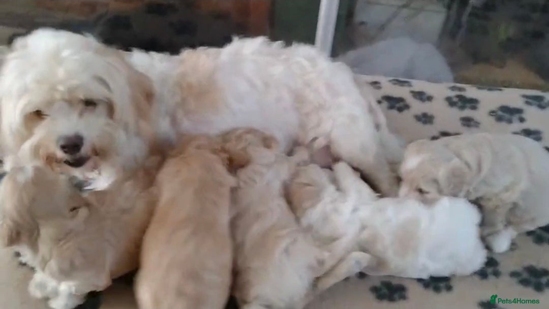 Cavachon dogs for sale:  🐾 Cavapoochon Puppies! 🐾 - Image 17