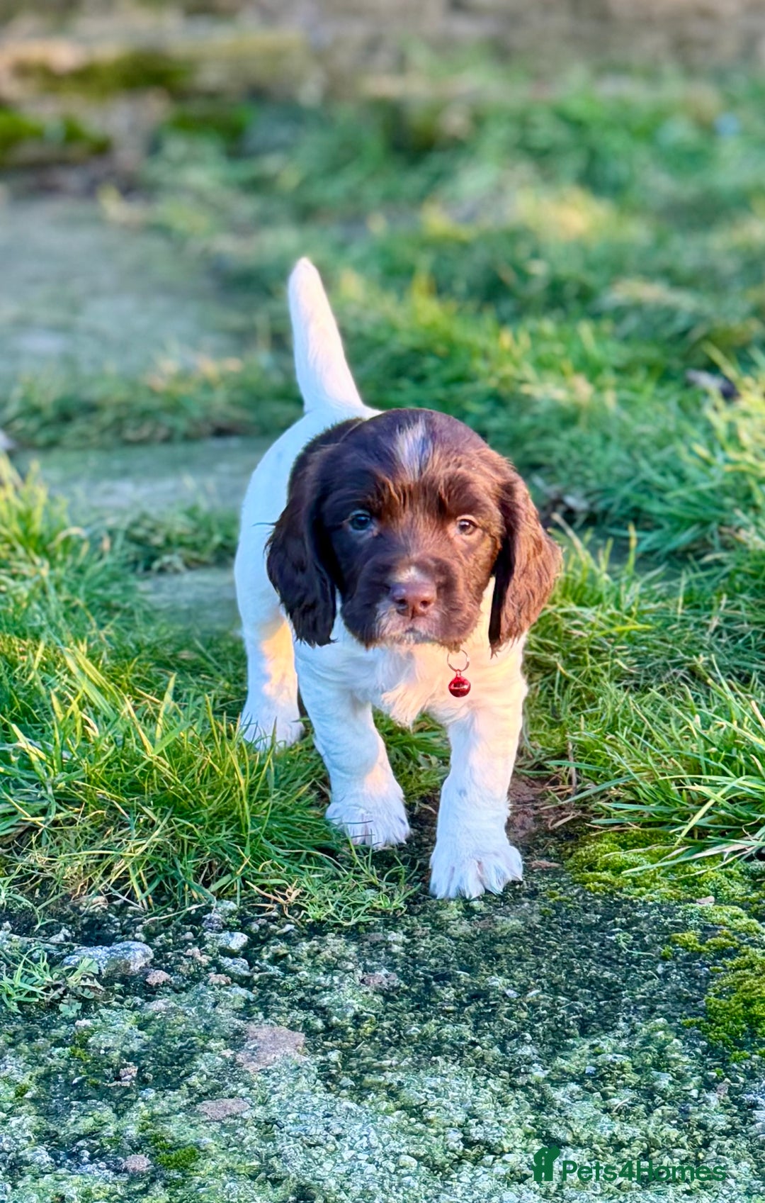 English Springer Spaniel dogs for sale: Beautifully marked, kc registered, legally docked. - Advert 17