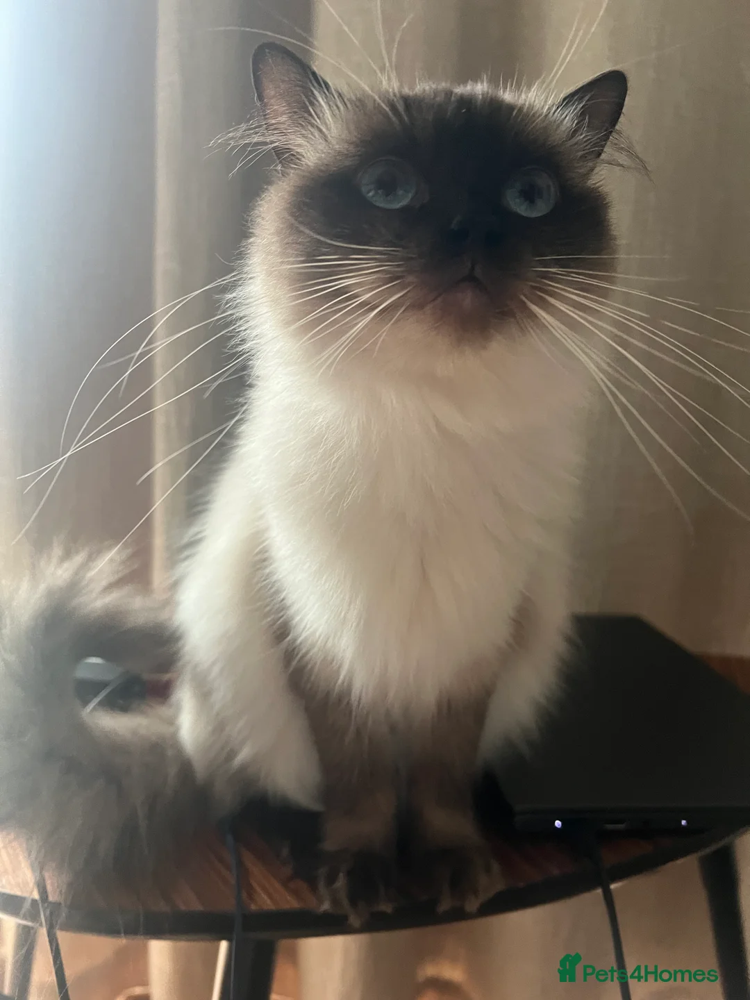 Ragdoll cats for sale: Free adoption of female ragdoll cats in Birmingham - Advert 3