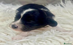 Cavapoo dogs for sale: F1 toy cavapoo extensively health tested  - Image 3