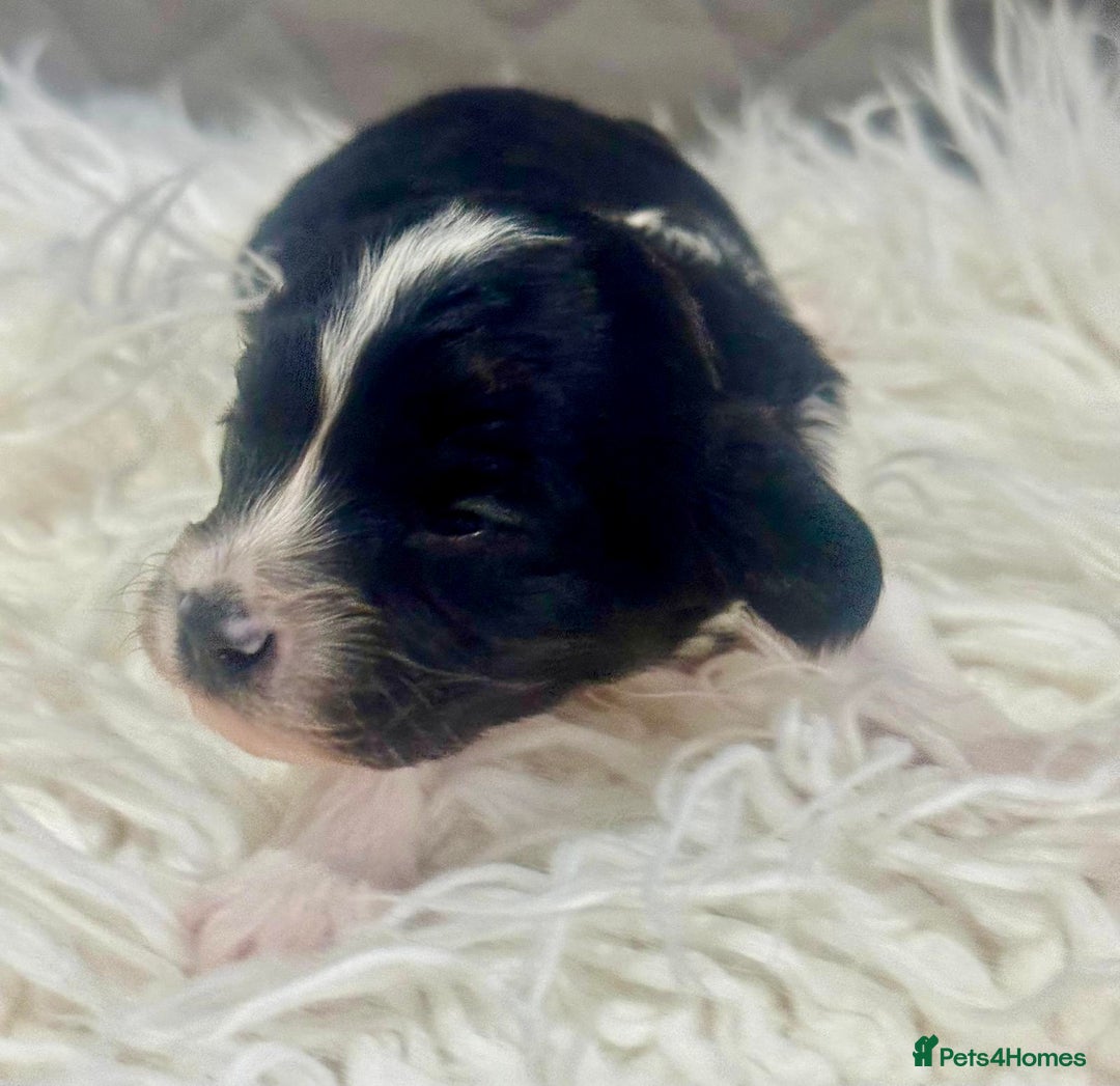 Cavapoo dogs for sale: F1 toy cavapoo extensively health tested  - Image 3