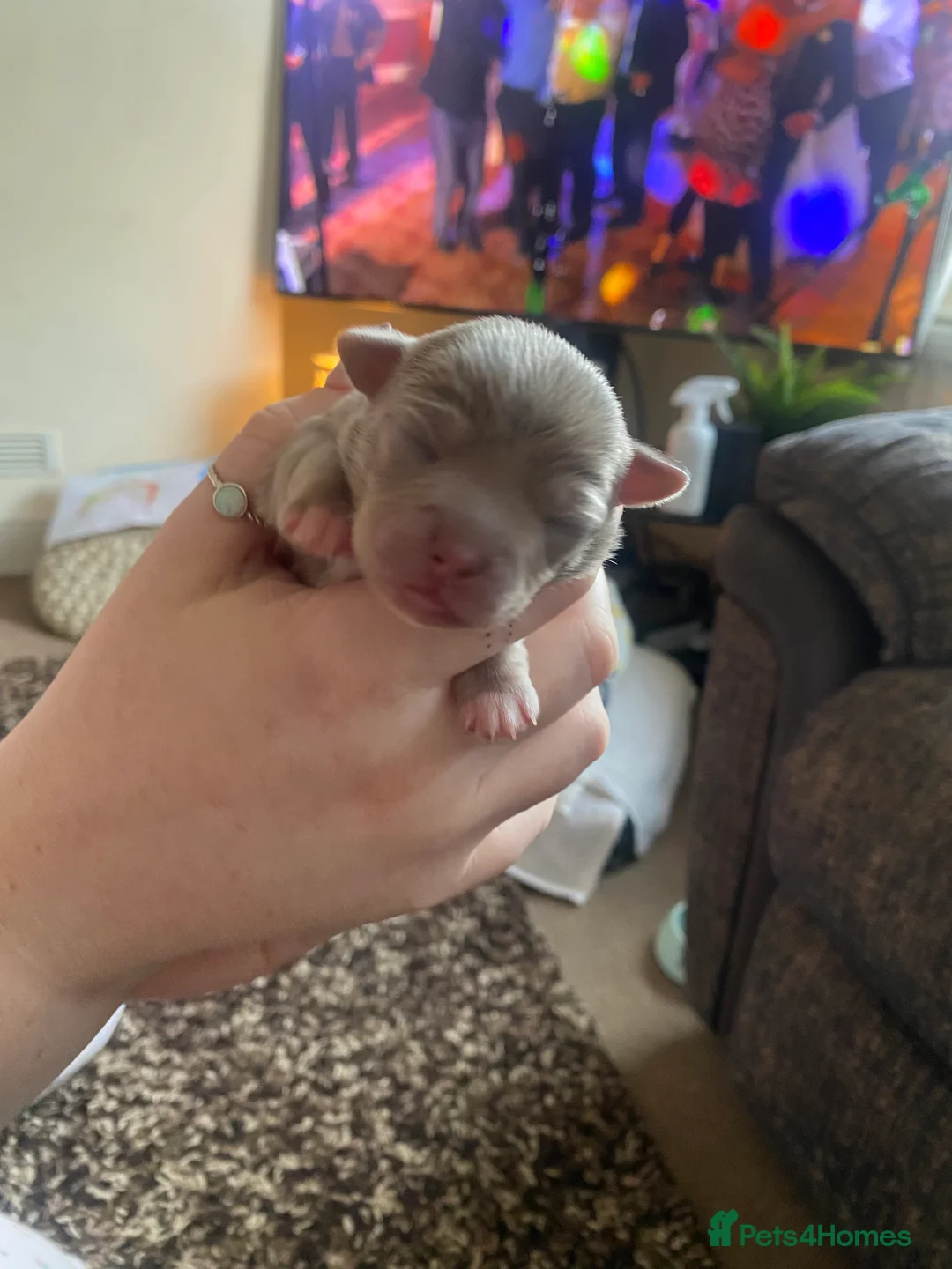 Chihuahua dogs for stud: Reggie the chocolate chi for stud in Ipswich - Advert 6