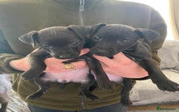 Patterdale Terrier dogs for sale: Patterdale terriers  - Image 1