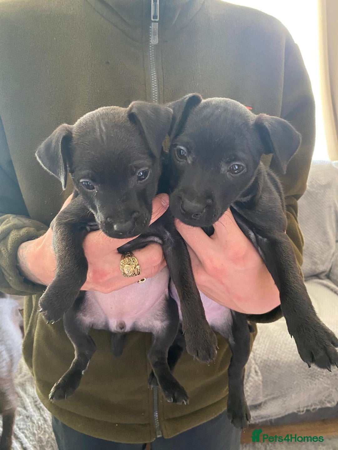 Patterdale Terrier dogs for sale: Patterdale terriers  - Image 1