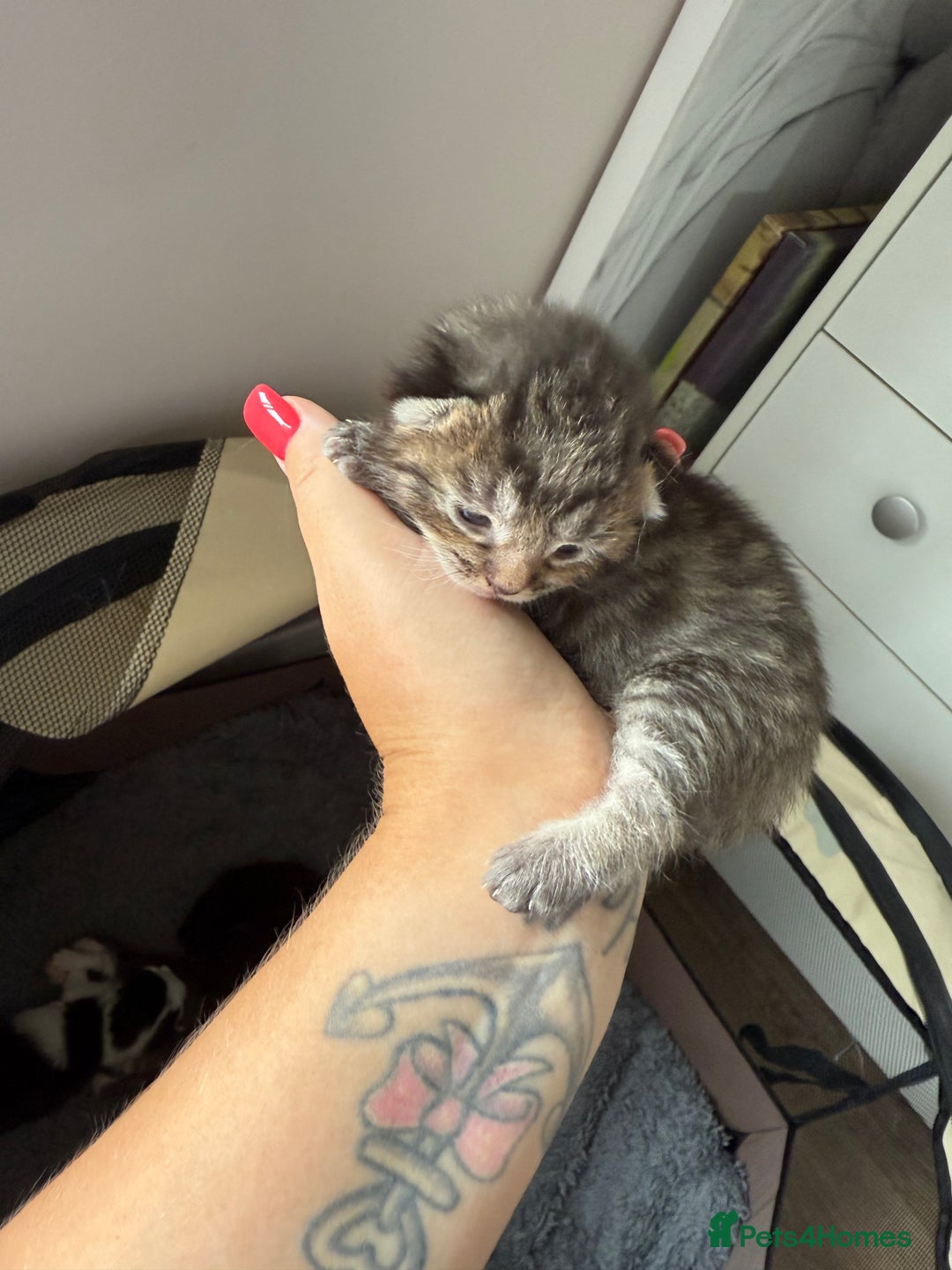 Domestic Shorthair cats for sale: 8 Bundles of joy - Image 6