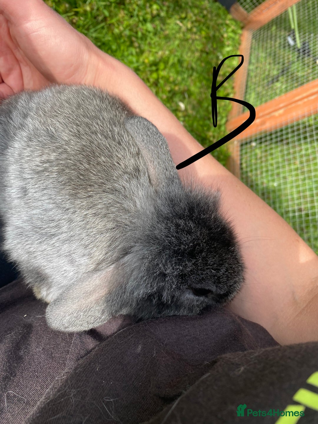 Mixed Breed rabbits for sale: Baby rabbits male and females - Image 10