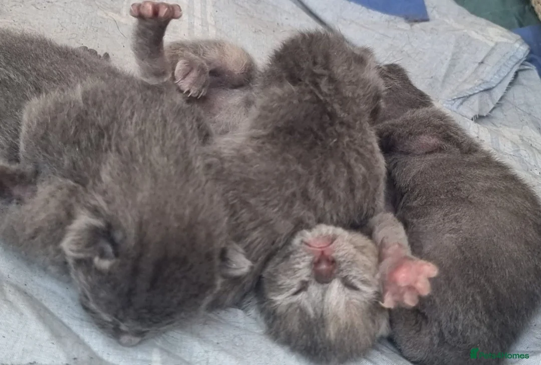 Mixed Breed cats for sale: Grey Kittens  in Westerham - Advert 1