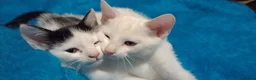 Turkish Angora cats for sale: The Magnificent Five - Turkish Angora mix kittens in London - Advert 9