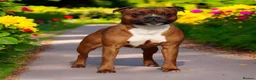 Staffordshire Bull Terrier dogs for sale: 🧸RED STAFFORDSHIRE BULLTERRIER BOY🧸 in Nottingham - Advert 7