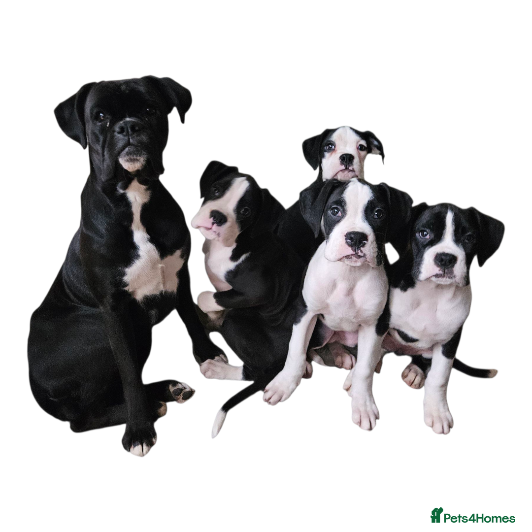 Boxer dogs for sale: READY NOW Kc reg sealed brindle fully vac  - Advert 1