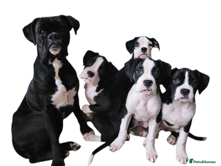 Boxer dogs READY NOW Kc reg sealed brindle fully vac - Advert 3