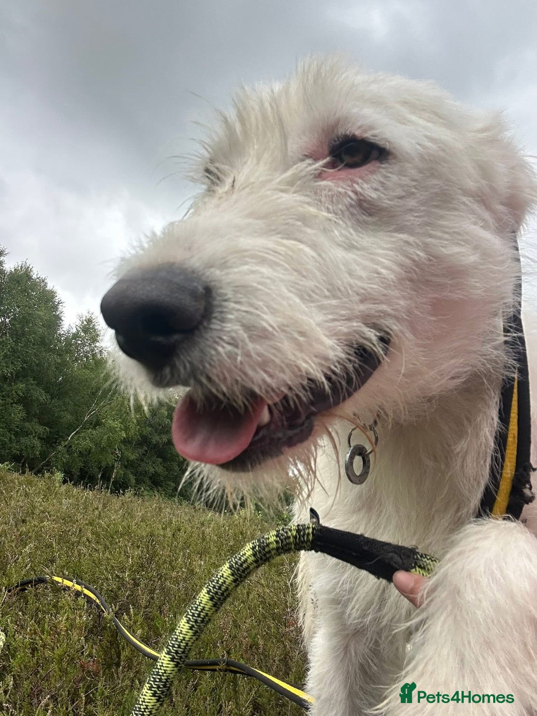 Mixed Breed dogs for adoption: Peter - Norwich Norfolk  - Image 9