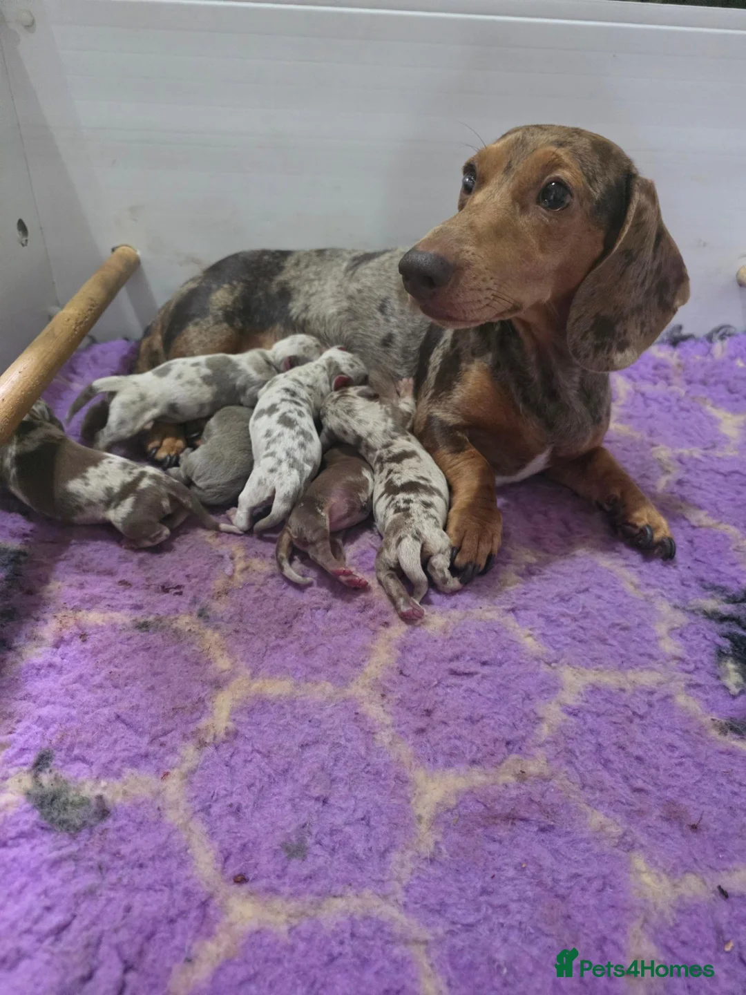 Miniature Dachshund dogs for sale: 🤍miniture dachshund puppys🤍 - Advert 21